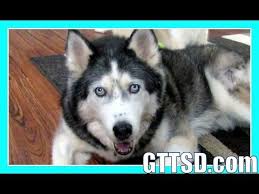Husky Loves Her Kennel Fan Friday 189 Snow Dogs Husky Cute Dogs