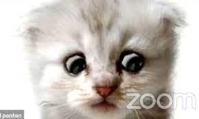 #cat #lawyer #lawyer cat #cat lawyer #zoom #zoom filter #cat filter #judge #legal #meme #funny #lol #haha. The Joy Of Lawyer Cat Is That It Teaches Us Nothing It S Just Very Funny Imogen West Knights The Guardian