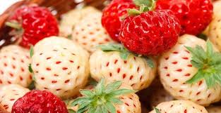 Les Fruits Hybrides Les Agrumes Des Croisements Etonnants Et Originaux Quoi Dans Mon Assiette
