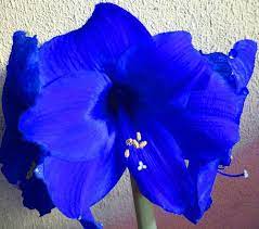 Blue Amaryllis Amaryllis Plant Amaryllis Flowers Beautiful Flowers Photos