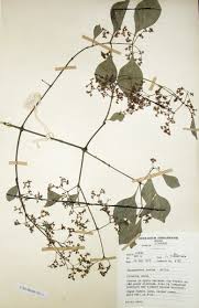 Image result for Hippocratea indica