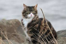 Black And White Tabby Cat Kitten Rogues Loners And Kittypets White Tabby Cat Tabby Cat Tabby Cat Pictures