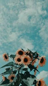 Black And Teal Aesthetic Wallpaper Aesthetic Aesthetic Sunflower Sunflower Skies Teal In 2020 Flowers Photography Wallpaper New Wallpaper Iphone Photography Wallpaper
