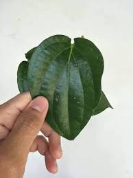 Daun sirih merah, khususnya, bisa anda jadikan alternatif untuk mengobati masalah peradangan prostat. 5 Khasiat Daun Sirih Suamiku Imamku Isteriku Makmumku Facebook