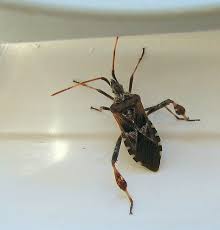Massachusetts Introduced Pests Outreach Blog Blog Archive Yet Another Alb Lookalike Species The Western Conifer Seed Bug