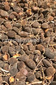 Image result for Dialium guineense