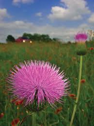 We did not find results for: Wildflowers Of Texas Texas Highways