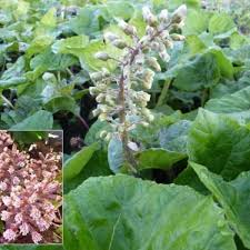 Pestwurz, auch gemeiner pestwurz genannt, ist eine heilpflanze, ein heilkraut. Petasites Hybridus Gewohnliche Pestwurz Stauden Pflanzen Kaufen Online Matelma Com