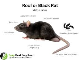 Also known by its scientific identification mus musculus, the house mouse is an invasive species to australia, believed to have originated in central asia. How To Get Rid Of Rats Mice