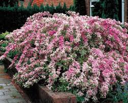 Check spelling or type a new query. Variegated Weigela Shrub Shade Plants How To Attract Hummingbirds Plants