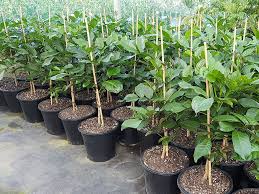 Position the pot in full sun. Tecomanthe Speciosa Three King S Climber Awa Nursery