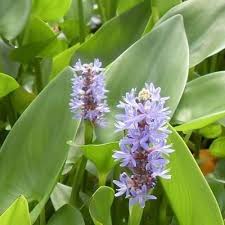 Offro bellissimi esemplari di iris acquatici. Pontederia Giacinto Acquatico Vivai Frappetta Roma
