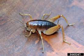 I would be a bit afraid of using them unless you are really really sure that they have gotten into nothing that would harm your dragon. Camel Crickets Home Garden Information Center