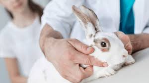 Dutch Breed Rabbits Are Not Affected By Megacolon. | Download Scientific  Diagram