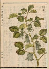 Image result for Vigna comosa