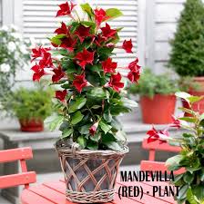Grow colorful mandevilla trellis vines. Mandevilla Red Plant