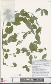 Image result for Eriosema parviflorum