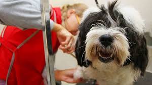 One is pet grooming program, which can be found on the internet. Akc S A F E Grooming Program American Kennel Club