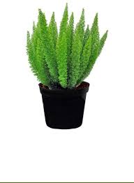 When growing the foxtail fern outdoors, it can quickly become invasive and take over a space. Amazon Com American Plant Exchange Foxtail Fern Live Plant 6 Pot Indoor Outdoor Air Purifier Garden Outdoor