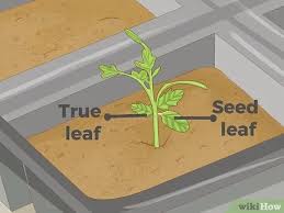 Growing carrots, growing carrots in containers, thinning carrot seedlings, thinning carrots, transplant carrots, transplanting carrot seedlings, transplanting carrots How To Thin Out Seedlings 10 Steps With Pictures Wikihow