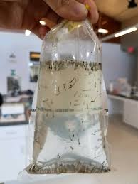 Study shows mosquito eggs could lead to virus control. íŠ¸ìœ„í„°ì˜ Delta Mosquito And Vector Control District ë‹˜ With The Warm Weather Mosquito Eggs Have Started Hatching Off Into Larvae Soon To Become Adults Prevent Bites By Removing Standing Water Or Using