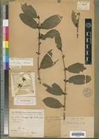 Image result for Argocoffeopsis