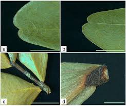 Image result for Micklethwaitia carvalhoi