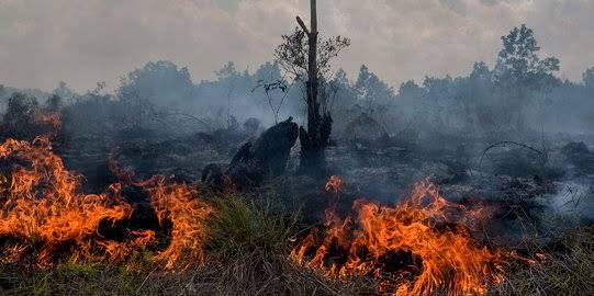 Pemerintah Pastikan Banpres Karhutla Segera Dicairkan secara Akuntabel
