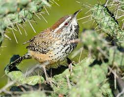 If my cactus is probably dead (but might have some life left), what is the best way to save it, and how long a large cactus is said to have a root system that spreads out as far as the plant is high, and runs close to the surface. Cactus Wren Cactus Wren Bird Habitats