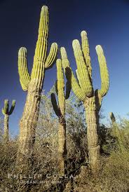 Image result for Pachycarpus lineolatus