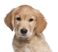 Scientific Proceedings