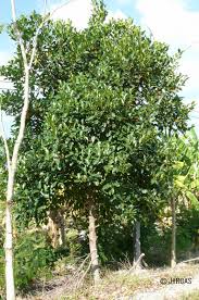 Image result for Artocarpus heterophyllus