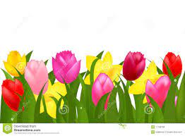 Pink Yellow Spring Tulips Flower Border Stock Photos Images Flower Border Tulips Flowers Spring Tulips