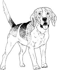 Black, white, cream, copper, gray, apricot, red and golden (most common), or combinations. German Shepherd Dog Coloring Pages Coloring Home