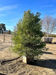 Image result for Dodonaea viscosa
