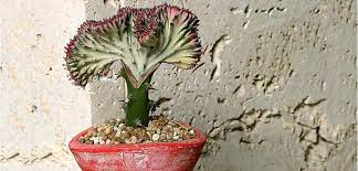 Buy cacti cactus & succulent plants and get the best deals at the lowest prices on ebay! Crested Euphorbia Euphorbia Plant Coral Cactus Euphorbia
