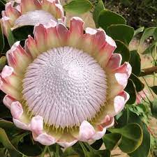 Pin On Protea Flower