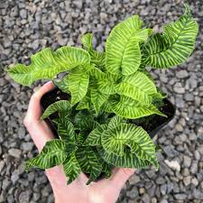 Image result for Coniogramme