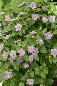 Image result for Exacum oldenlandioides