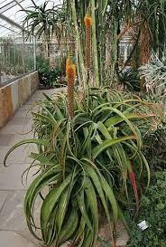 Image result for Aloe spicata