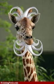 Funny giraffe pictures giraffe photos giraffe art animal pictures jungle animals animals and pets baby animals funny animals cute animals. Pin On Animal Photos