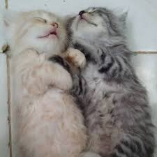 Maybe you would like to learn more about one of these? Cirit Birit Kucing Daging Untuk Kucing Rm7 Sekilo Facebook