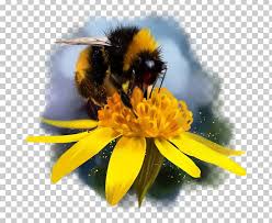 Find high quality bumblebee drawing, all drawing images can be downloaded for free for personal use only. Bumblebee Honey Bee Nectar Drawing Png Clipart Arthropod Bee Bee Pollen Bumblebee Drawing Free Png Download