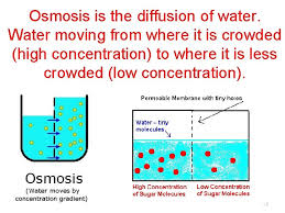 Gcse science revision chemistry cells and batteries (triple). The Processes Of The Cell 1 Essential Question