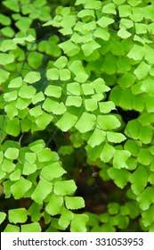 Image result for Parkeriaceae