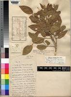 Image result for Dobera