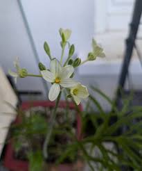 Image result for Pelargonium luridum