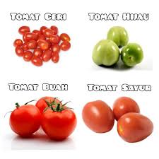 We did not find results for: Tomat Sayur Merah Tomat Buah Tomat Ceri Cherry Tomat Hijau Shopee Indonesia