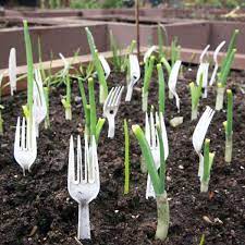 Any suggestions as to what i could do about this? 8 Natural Ways To Keep Cats Out Of Your Garden Brown Thumb Mama
