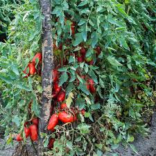Image result for tomato San Marzano